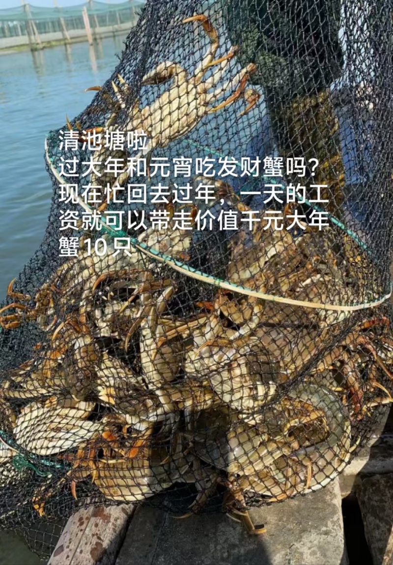 大闸蟹