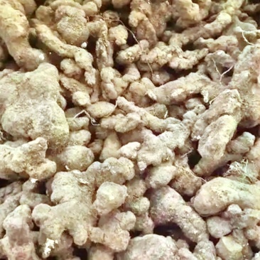 猪苓