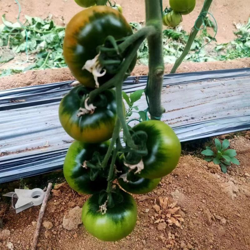 盘锦草莓柿子