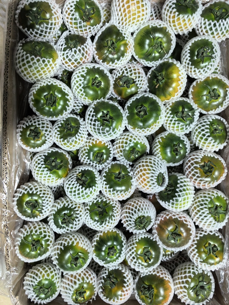 盘锦草莓柿子