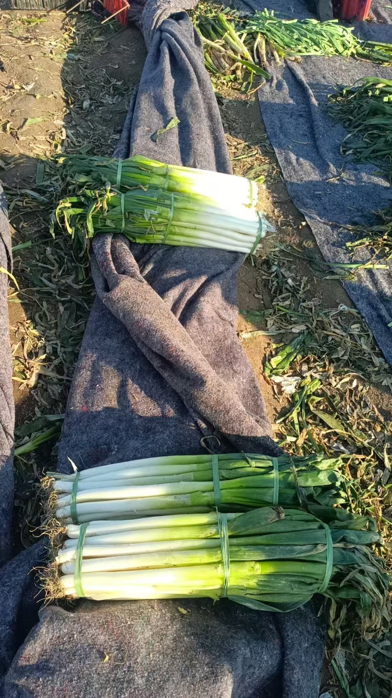 唐山丰润白杆大葱，40至50公分