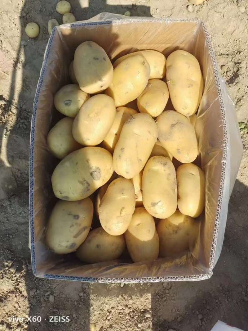 云南新土豆