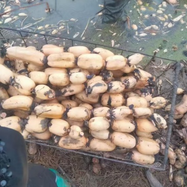面藕大量供应
