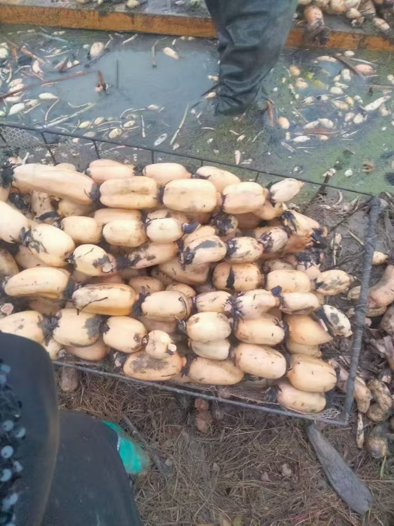 面藕大量供应