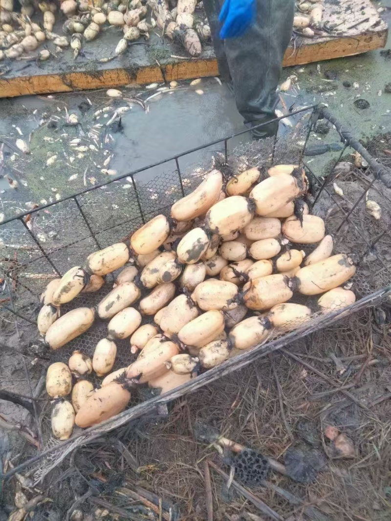 面藕大量供应