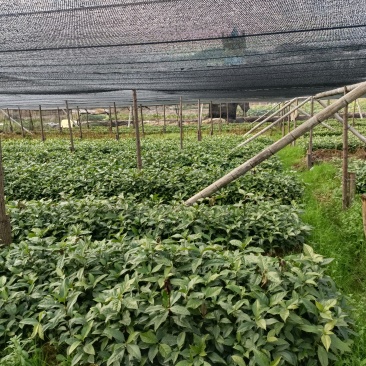 草珊瑚