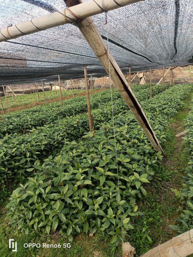 草珊瑚