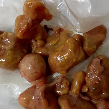 产品:中药材鸡宝