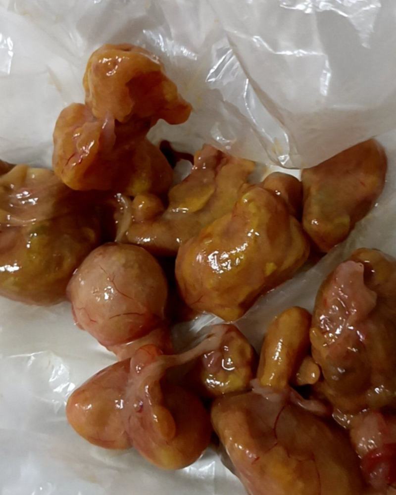 产品:中药材鸡宝
