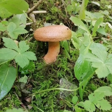 野生谷熟菌