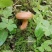 野生谷熟菌