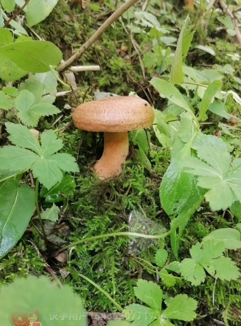 野生谷熟菌