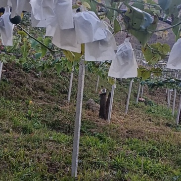 我家有云南热带雨林热情果，自家种植喜欢的看过来
