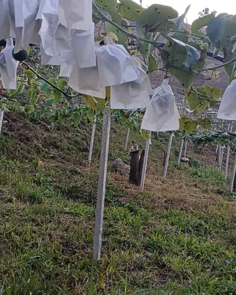 我家有云南热带雨林热情果，自家种植喜欢的看过来