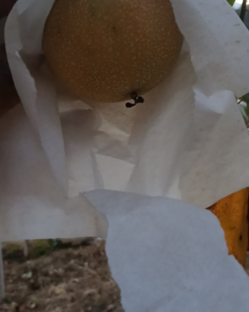 我家有云南热带雨林热情果，自家种植喜欢的看过来