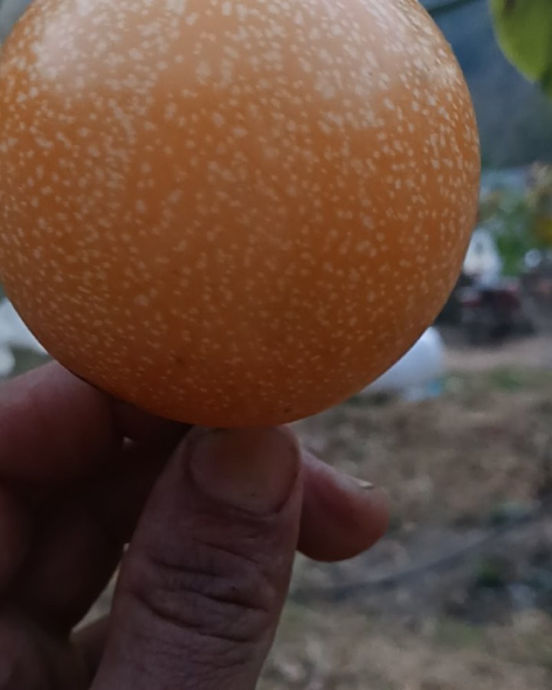 我家有云南热带雨林热情果，自家种植喜欢的看过来