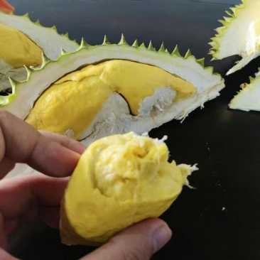 干尧二级三头