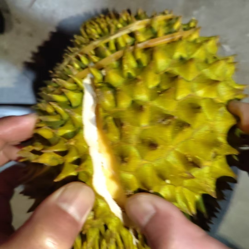 干尧二级三头