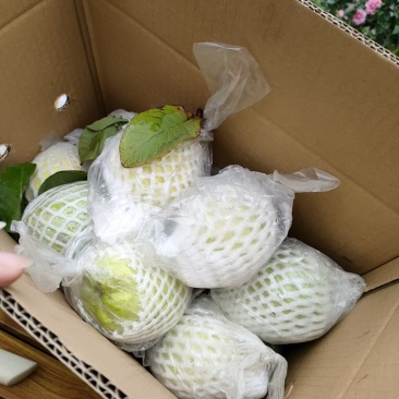 产区A级脆甜番石榴，支持一件代发
