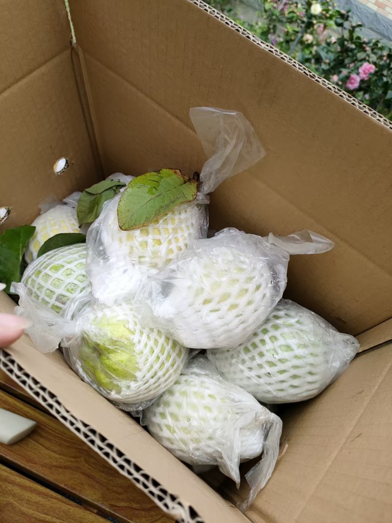 产区A级脆甜番石榴，支持一件代发