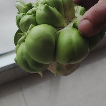 榨菜头
