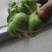 榨菜头