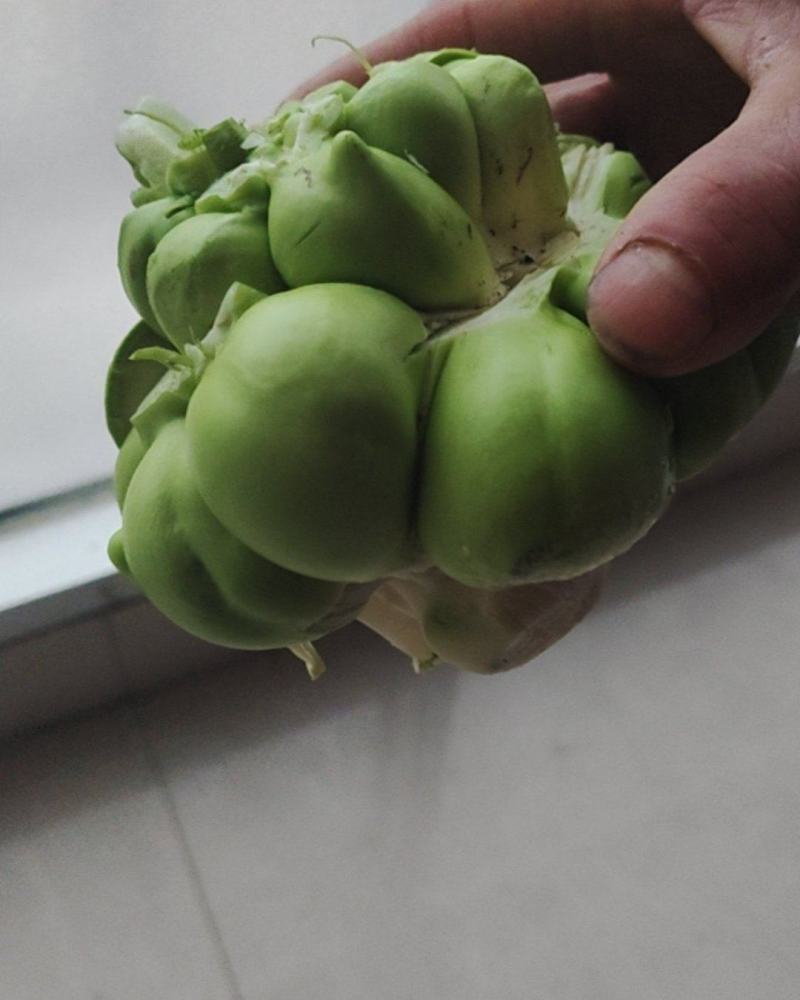 榨菜头