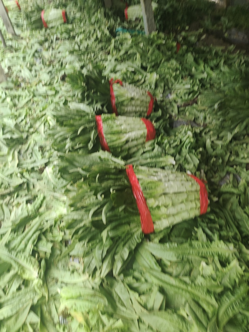 青皮莴苣，每棵2斤以上，质量保证，叶好