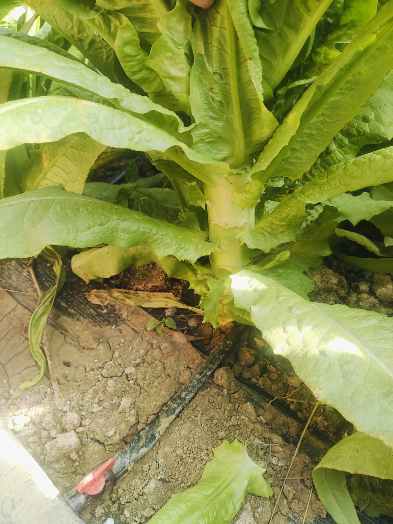青皮莴苣，每棵2斤以上，质量保证，叶好
