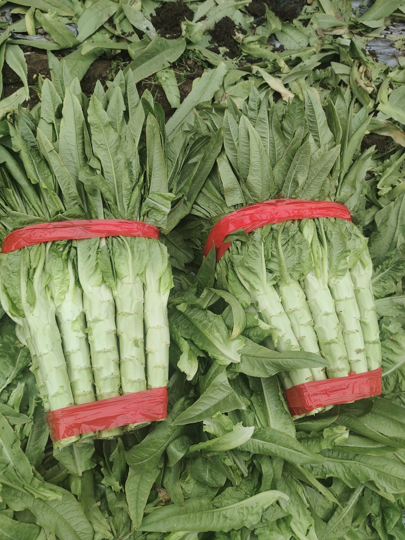 青皮莴苣，每棵2斤以上，质量保证，叶好