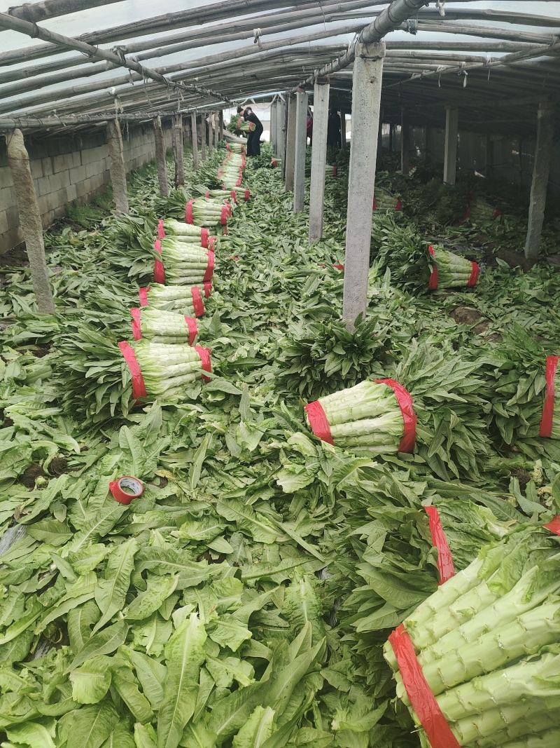 青皮莴苣，每棵2斤以上，质量保证，叶好