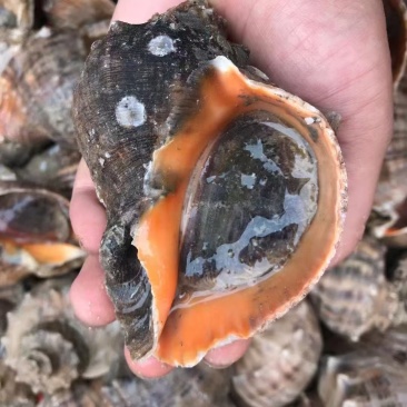 渤海湾大海螺