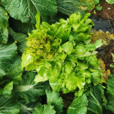 蔬菜儿菜
