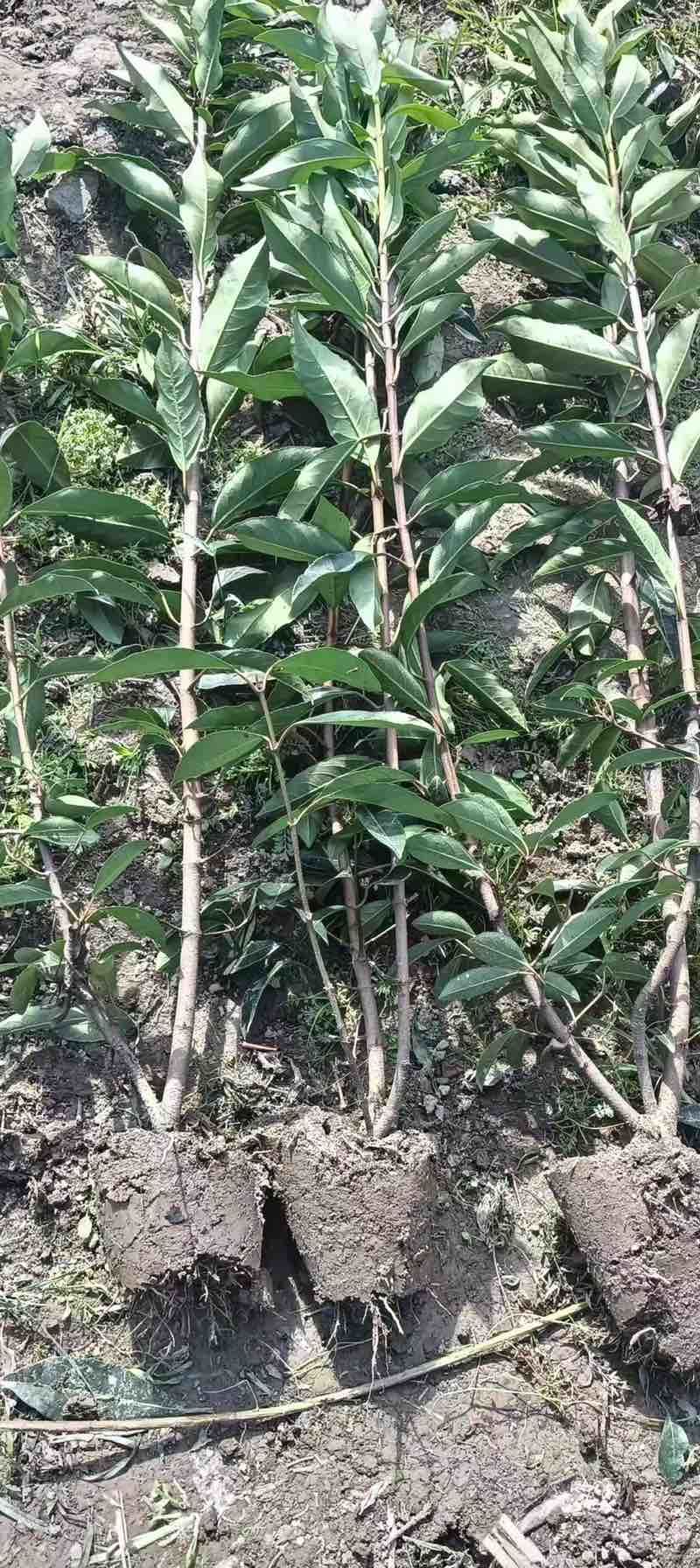 法国冬青