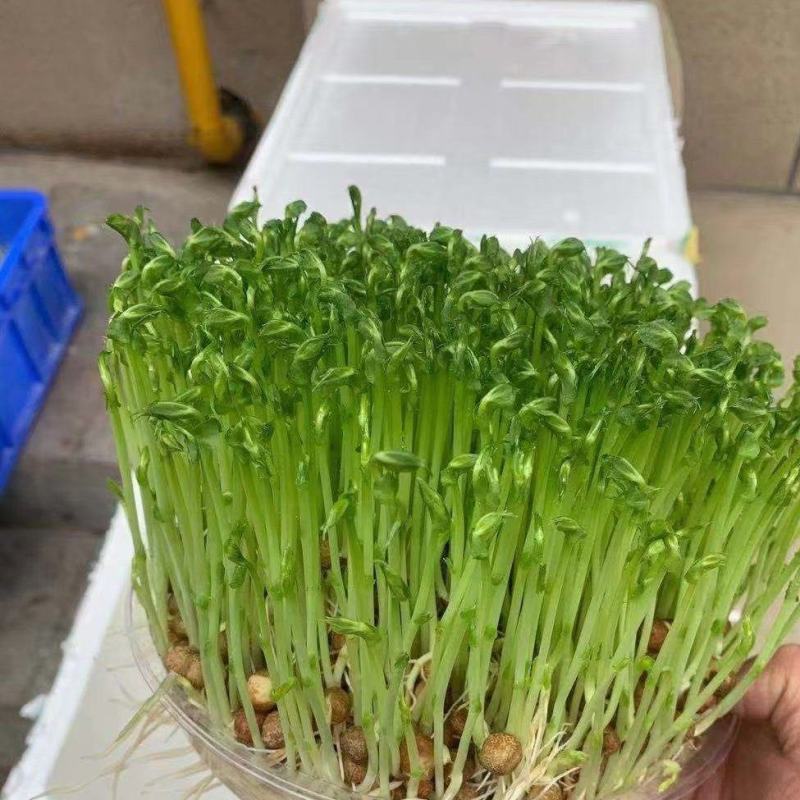 豆苗可活体可散装