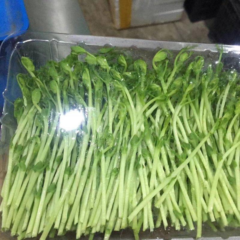 豆苗可活体可散装