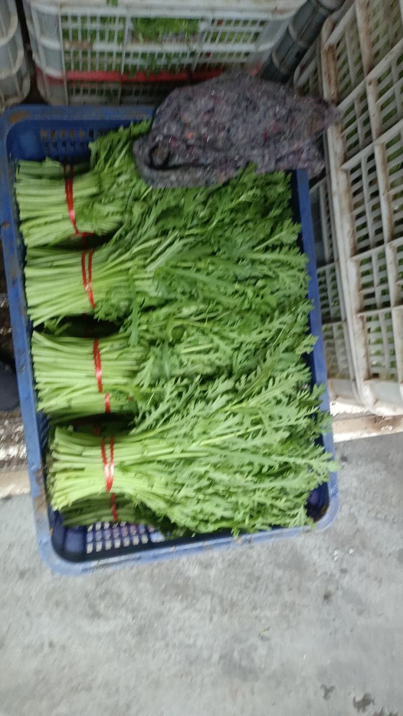 茼蒿