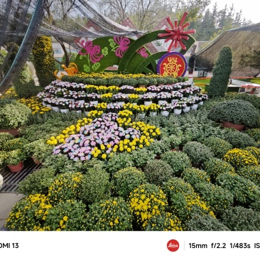 开封艺术菊花造型，菊花
