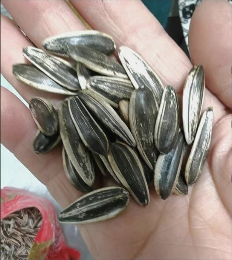 大瓜子