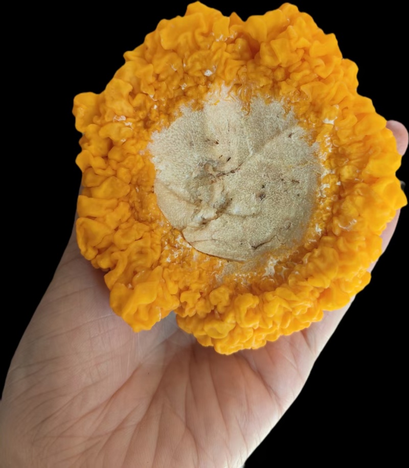 新鲜的金耳菌，现货价格优惠。欢迎联系