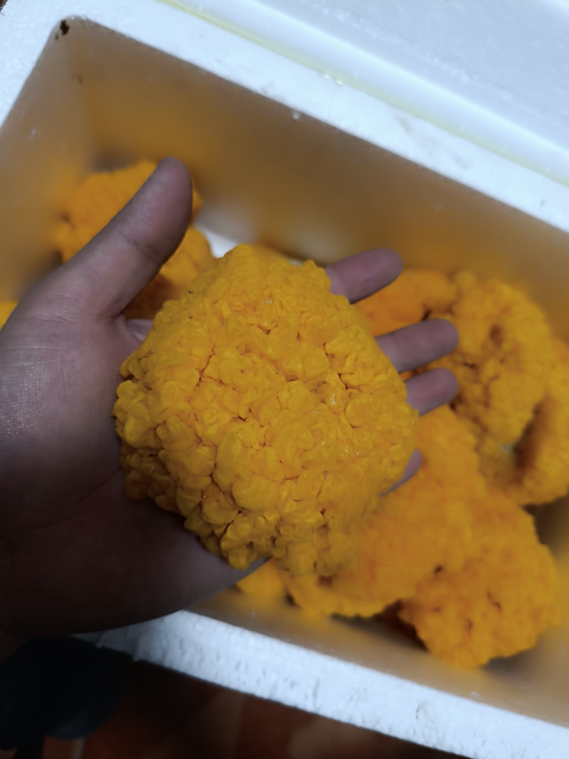 新鲜的金耳菌，现货价格优惠。欢迎联系