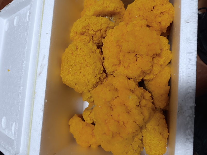 新鲜的金耳菌，现货价格优惠。欢迎联系