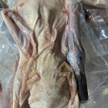 白条鸭