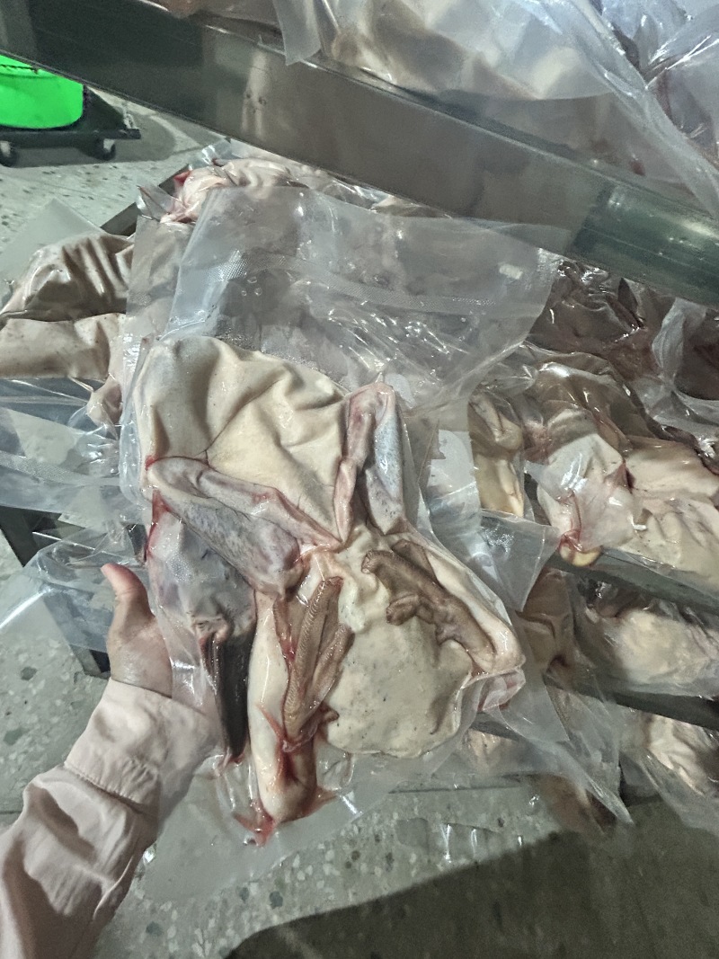 白条鸭
