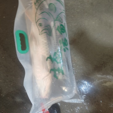 打氧包鲤鱼