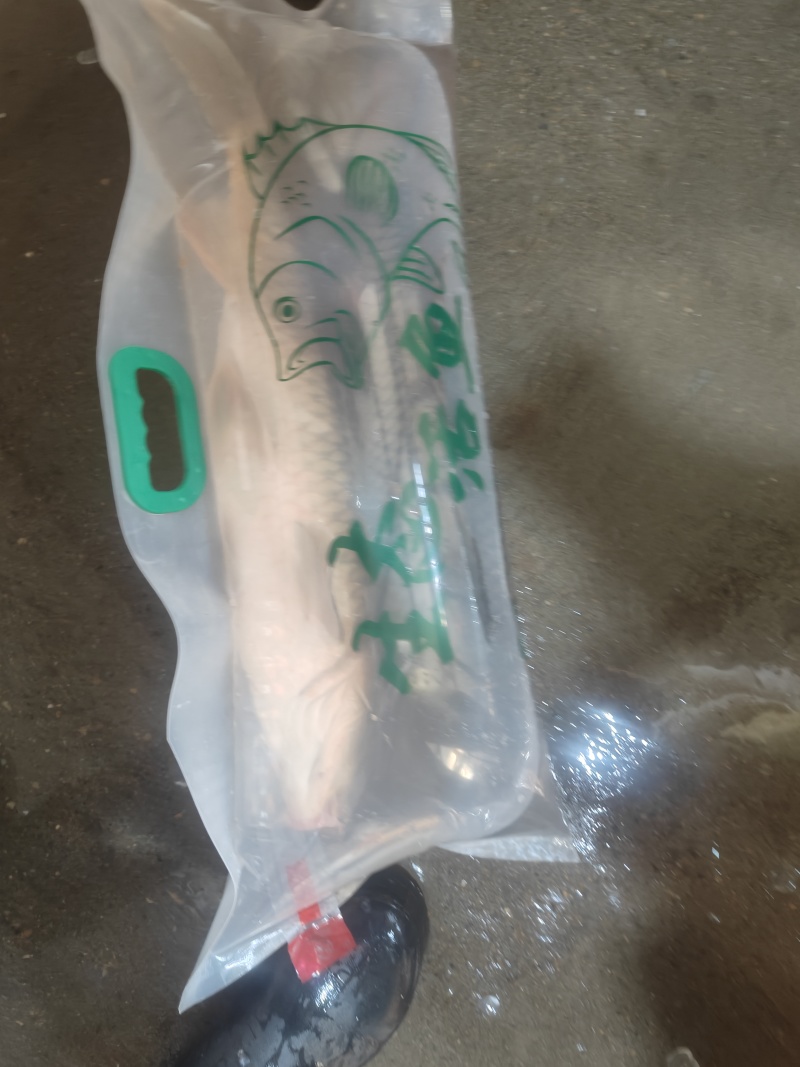 打氧包鲤鱼