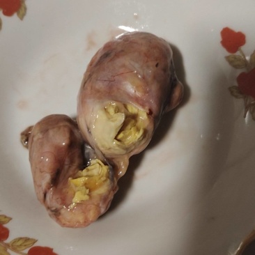 鸡宝