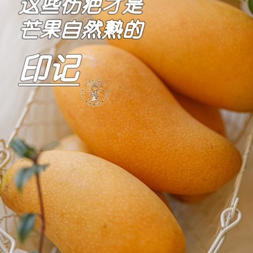 海南芒果