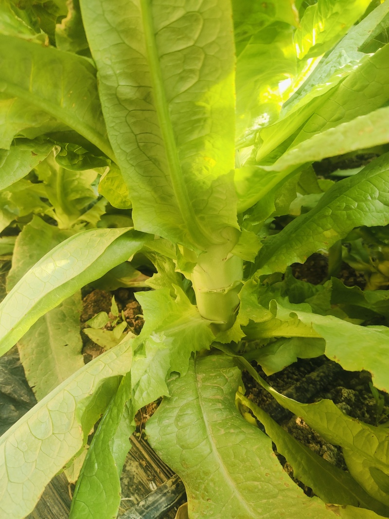 《莴苣》三青皮莴苣/山东莴苣/泰安大棚种植/供应电商市场