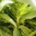 《莴苣》三青皮莴苣/山东莴苣/泰安大棚种植/供应电商市场
